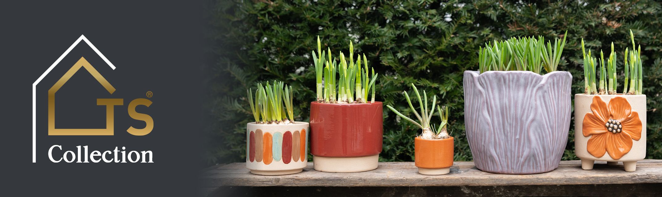 Flower Bulbs Flower Bulbs