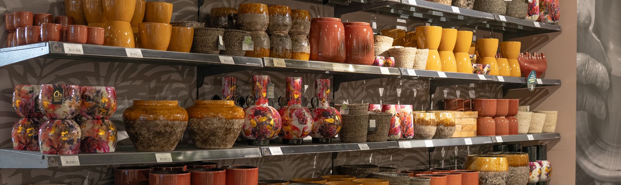 Sweet Magnolia Sweet Magnolia