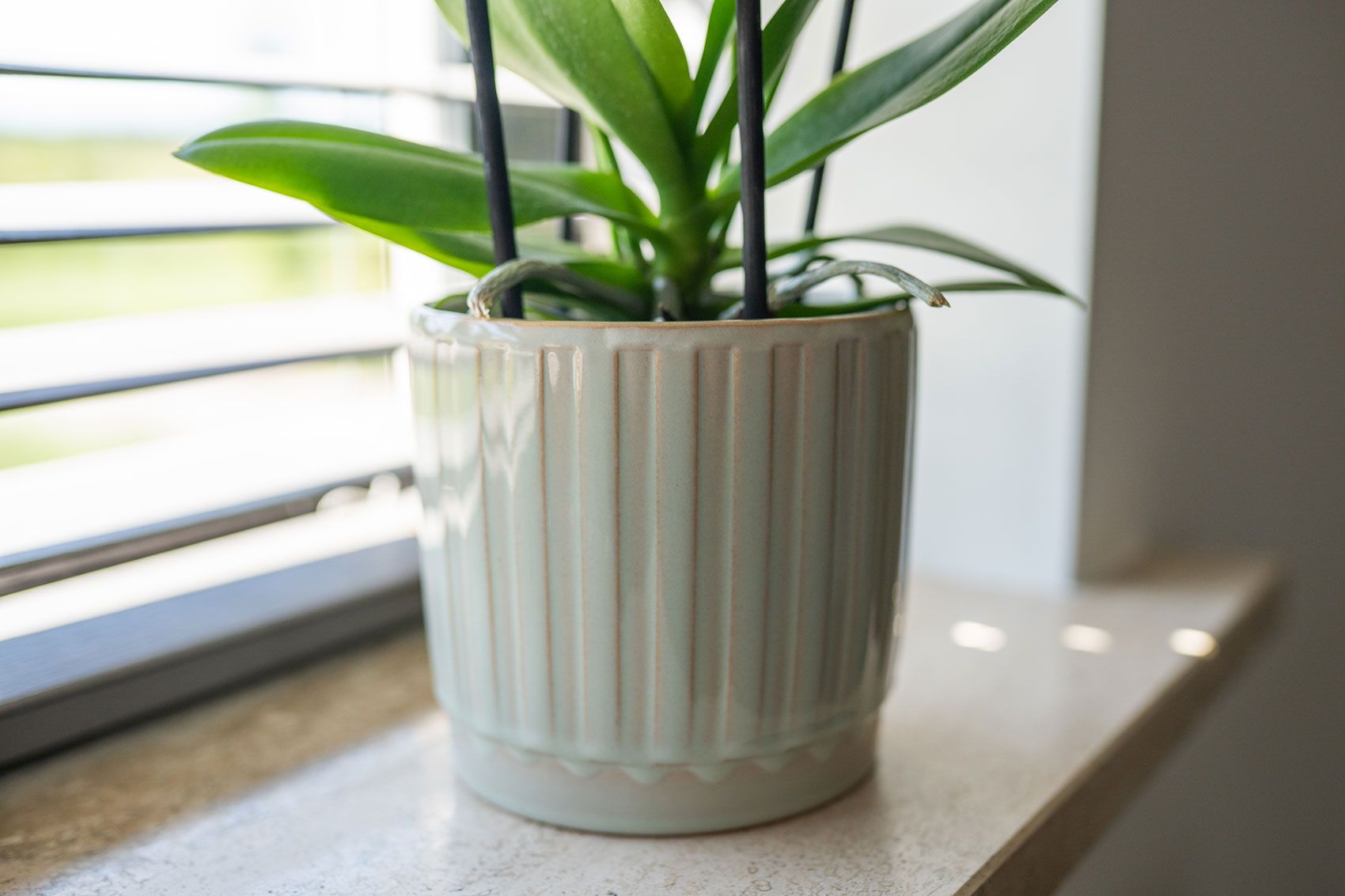 Spring 2026 Collection